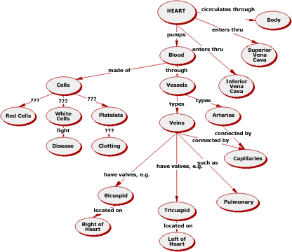 human circulatory system diagram for. Human Circulatory System